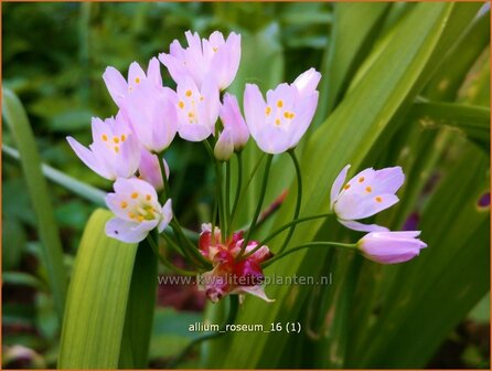 Allium roseum | Roze look, Look | Rosabl&uuml;hender Lauch