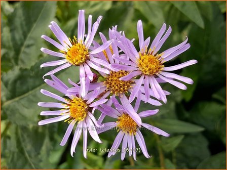 Aster tataricus | Purperaster, Aster | Tatarische Aster