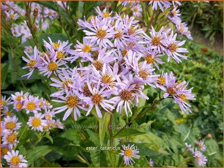 Aster tataricus | Purperaster, Aster | Tatarische Aster