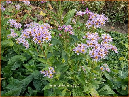 Aster tataricus | Purperaster, Aster | Tatarische Aster