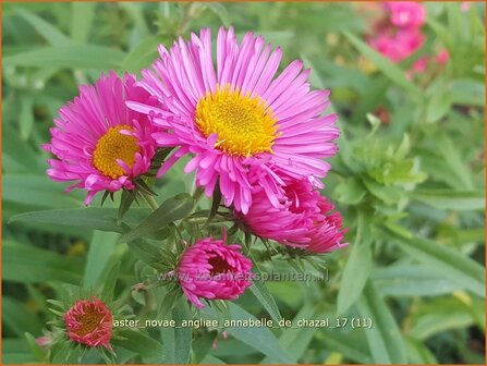 Aster novae-angliae &#039;Annabelle de Chazal | Nieuw-Engelse aster, Herfstaster, Aster | Raublatt-Aster