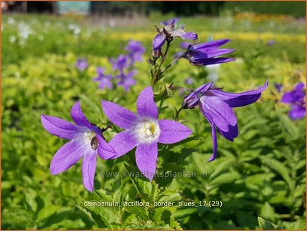 Campanula lactiflora 'Border Blues' | Klokjesbloem | Dolden-Glockenblume
