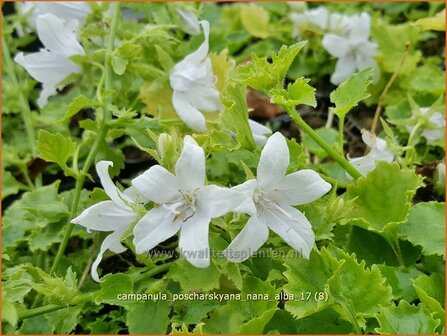 Campanula poscharskyana &#039;Nana Alba&#039; | Kruipklokje, Klokjesbloem | H&auml;ngepolster-Glockenblume