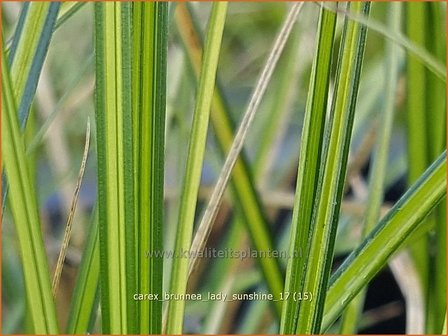 Carex brunnea 'Lady Sunshine' | Zegge | Bräunliche Segge