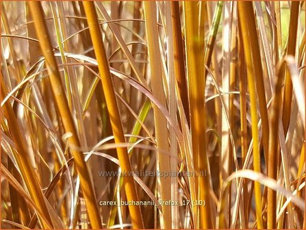 Carex buchananii &#039;Firefox&#039; | Rode zegge, Zegge | Buchanans braunrote Segge