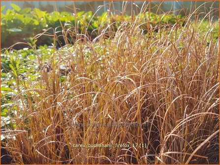 Carex buchananii &#039;Firefox&#039; | Rode zegge, Zegge | Buchanans braunrote Segge