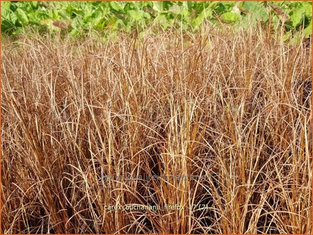 Carex buchananii &#039;Firefox&#039; | Rode zegge, Zegge | Buchanans braunrote Segge