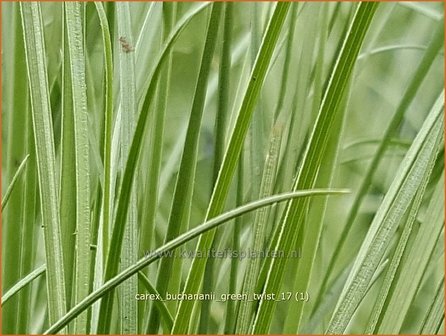 Carex buchananii 'Green Twist' | Rode zegge, Zegge | Buchanans braunrote Segge