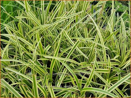 Carex morrowii &#039;Vanilla Ice&#039; | Japanse zegge, Zegge | Japan-Segge