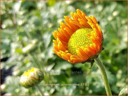 Chrysanthemum &#039;Goldmarianne&#039; | Tuinchrysant, Chrysant | Chrysantheme