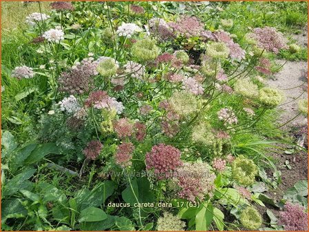 Daucus carota &#039;Dara&#039; | Roze peen, Wilde peen, Peen | Wilde M&ouml;hre