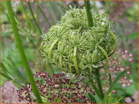 Daucus carota &#039;Dara&#039; | Roze peen, Wilde peen, Peen | Wilde M&ouml;hre