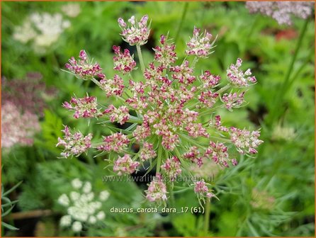 Daucus carota &#039;Dara&#039; | Roze peen, Wilde peen, Peen | Wilde M&ouml;hre