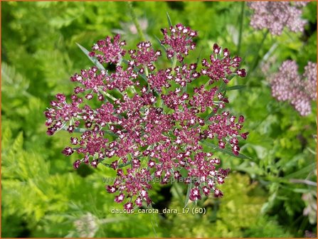Daucus carota &#039;Dara&#039; | Roze peen, Wilde peen, Peen | Wilde M&ouml;hre