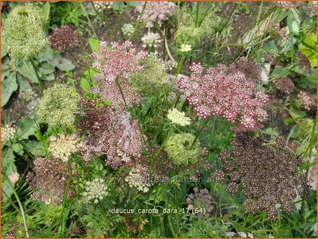 Daucus carota &#039;Dara&#039; | Roze peen, Wilde peen, Peen | Wilde M&ouml;hre