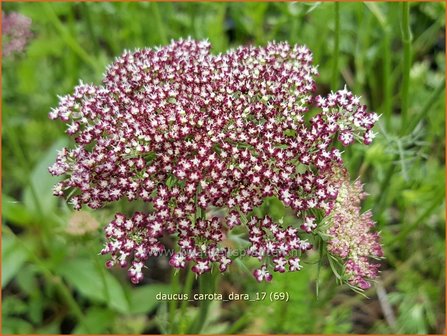 Daucus carota &#039;Dara&#039; | Roze peen, Wilde peen, Peen | Wilde M&ouml;hre