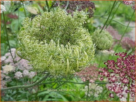 Daucus carota &#039;Dara&#039; | Roze peen, Wilde peen, Peen | Wilde M&ouml;hre