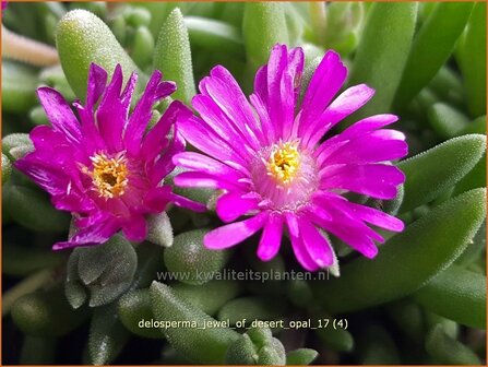 Delosperma &#039;Jewel of Desert Opal&#039; | IJsbloempje, IJsplant | Mittagsblume