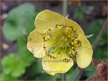 Geum &#039;Lisanne&#039; | Nagelkruid | Nelkenwurz