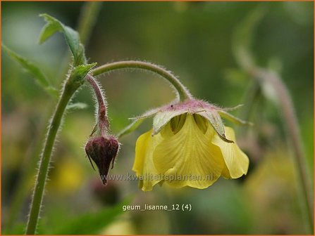 Geum &#039;Lisanne&#039; | Nagelkruid | Nelkenwurz