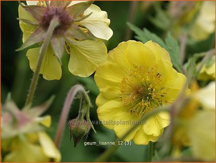 Geum &#039;Lisanne&#039; | Nagelkruid | Nelkenwurz