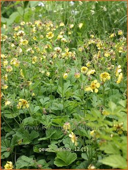 Geum &#039;Lisanne&#039; | Nagelkruid | Nelkenwurz