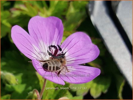 Geranium &#039;Bloom Time&#039; | Ooievaarsbek, Tuingeranium | Storchschnabel