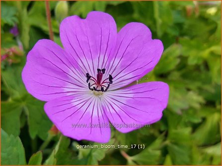 Geranium &#039;Bloom Time&#039; | Ooievaarsbek, Tuingeranium | Storchschnabel