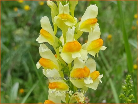 Linaria vulgaris | Vlasbekje, Vlasleeuwenbekje | Gew&ouml;hnliches Leinkraut