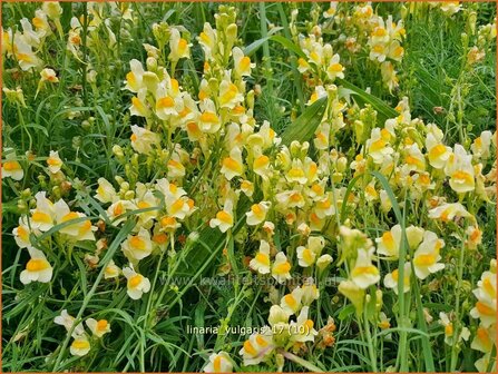 Linaria vulgaris | Vlasbekje, Vlasleeuwenbekje | Gew&ouml;hnliches Leinkraut