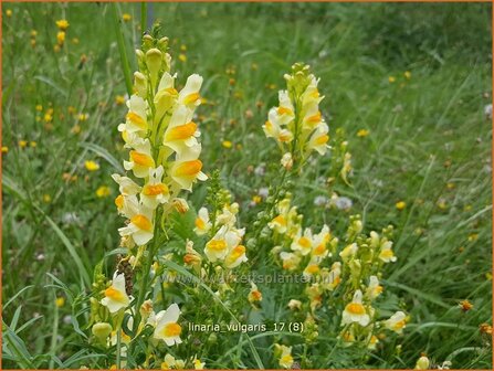 Linaria vulgaris | Vlasbekje, Vlasleeuwenbekje | Gew&ouml;hnliches Leinkraut