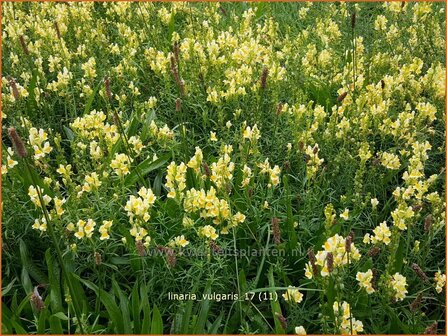 Linaria vulgaris | Vlasbekje, Vlasleeuwenbekje | Gew&ouml;hnliches Leinkraut
