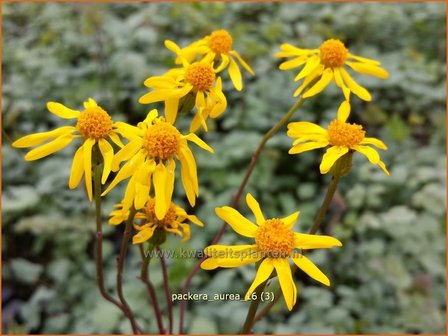 Packera aurea | Goudgeel kruiskruid, Kruiskruid | Goldene Kreuzkraut