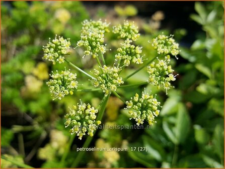 Petroselinum crispum | Peterselie | Krause Petersilie