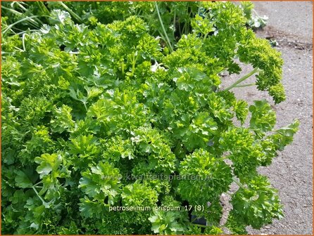 Petroselinum crispum | Peterselie | Krause Petersilie