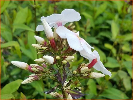 Phlox &#039;Popeye&#039; | Hoge vlambloem, Vlambloem, Flox, Floks | Hohe Flammenblume