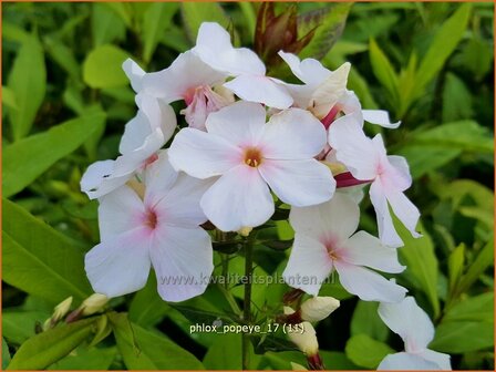 Phlox &#039;Popeye&#039; | Hoge vlambloem, Vlambloem, Flox, Floks | Hohe Flammenblume