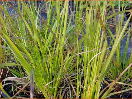 Stipa extremiorientalis | Vedergras | Fern&ouml;stliches Federgras