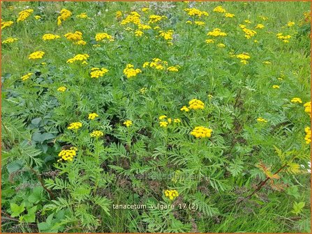 Tanacetum vulgare | Boerenwormkruid, Wormkruid | Gew&ouml;hnlicher Rainfarn