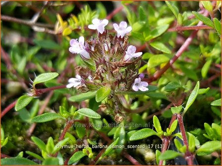Thymus herba-barona 'Lemon Scented' | Kruiptijm, Tijm | K&uuml;mmel-ThymianThymus herba-barona 'Lemon Scented' 