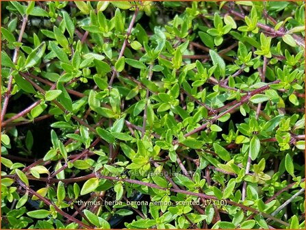Thymus herba-barona 'Lemon Scented' | Kruiptijm, Tijm | K&uuml;mmel-Thymian