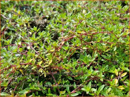 Thymus herba-barona 'Lemon Scented' | Kruiptijm, Tijm | K&uuml;mmel-Thymian