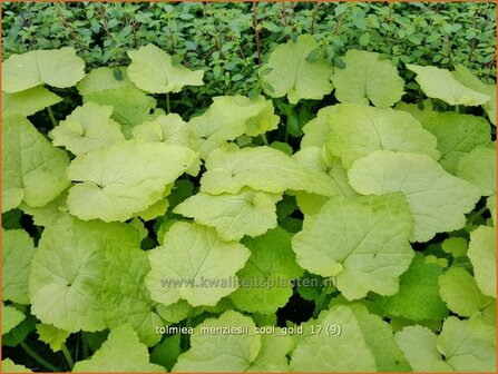 Tolmiea menziesii 'Cool Gold' | Kindje-op-moeders-schoot, Kinderplant | Henne mit K&uuml;ken | Pick-a-back-plant