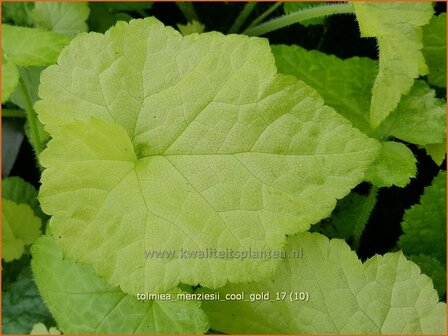 Tolmiea menziesii 'Cool Gold' | Kindje-op-moeders-schoot, Kinderplant | Henne mit K&uuml;ken | Pick-a-back-plant