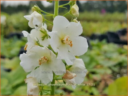 Verbascum phoeniceum &#039;Flush of White&#039; | Paarse toorts, Toorts | Purpurbl&uuml;hende K&ouml;nigskerze
