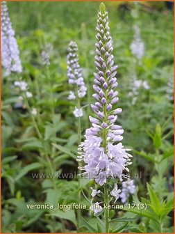 Veronica longifolia 'Lila Karina' | Lange ereprijs, Langbladige ereprijs, Ereprijs | Langbl&auml;ttriger Ehrenpreis | Gar