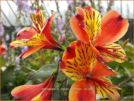 Alstroemeria &#039;Indian Summer&#039; | Incalelie, Peruviaanse lelie | Inkalilie