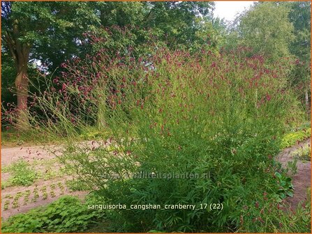 Sanguisorba &#039;Cangshan Cranberry&#039; | Pimpernel, Sorbenkruid | Wiesenknopf