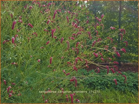 Sanguisorba &#039;Cangshan Cranberry&#039; | Pimpernel, Sorbenkruid | Wiesenknopf