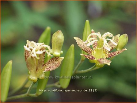 Tricyrtis latifolia | Armeluisorchidee, Paddenlelie | Breitbl&auml;ttrige Kr&ouml;tenlilie